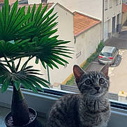 Skidou a rejoint le concours — aidez-le/la à gagner de superbes lots ! animal, building, car, cat, curious, daylight, fur, green_leaves, house, indoor, kitten, pet, plant, potted_plant, suburban, tabby, whiskers, window, windowsill, young_cat