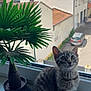 animal, building, car, cat, curious, daylight, fur, green_leaves, house, indoor, kitten, pet, plant, potted_plant, suburban, tabby, whiskers, window, windowsill, young_cat