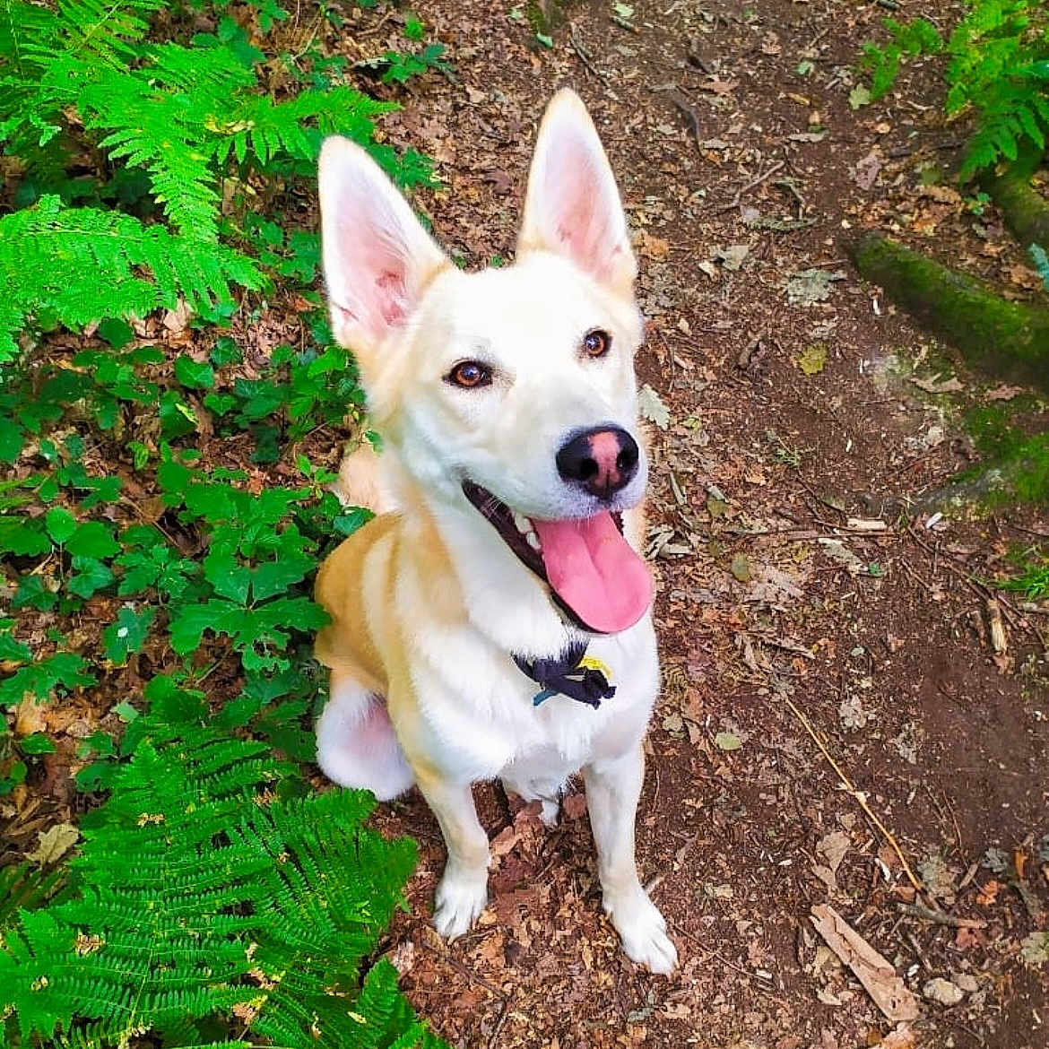 Winnie a rejoint le concours — aidez-le/la à gagner de superbes lots ! animal, canine, dog, grass, green, grove, herbal, herbs, land, leaf, nature, outdoors, pet, plant, rainforest, rock, soil, tree, vegetation, woodland