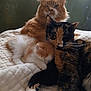 cat, kitten, tortoiseshell_cat, orange_cat, sleeping, cuddling, blanket, bed, whiskers, fur, pet, indoor, cozy, portrait, nap, paws, feline, closeup, trio, sleepy