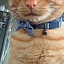 cat, orange_tabby, close_up, collar, bell, pet, indoor, feline, whiskers, fur, animal, domestic, household, kitchen, serious_expression, portrait, mammal, cute, tabby_stripes, blue_collar