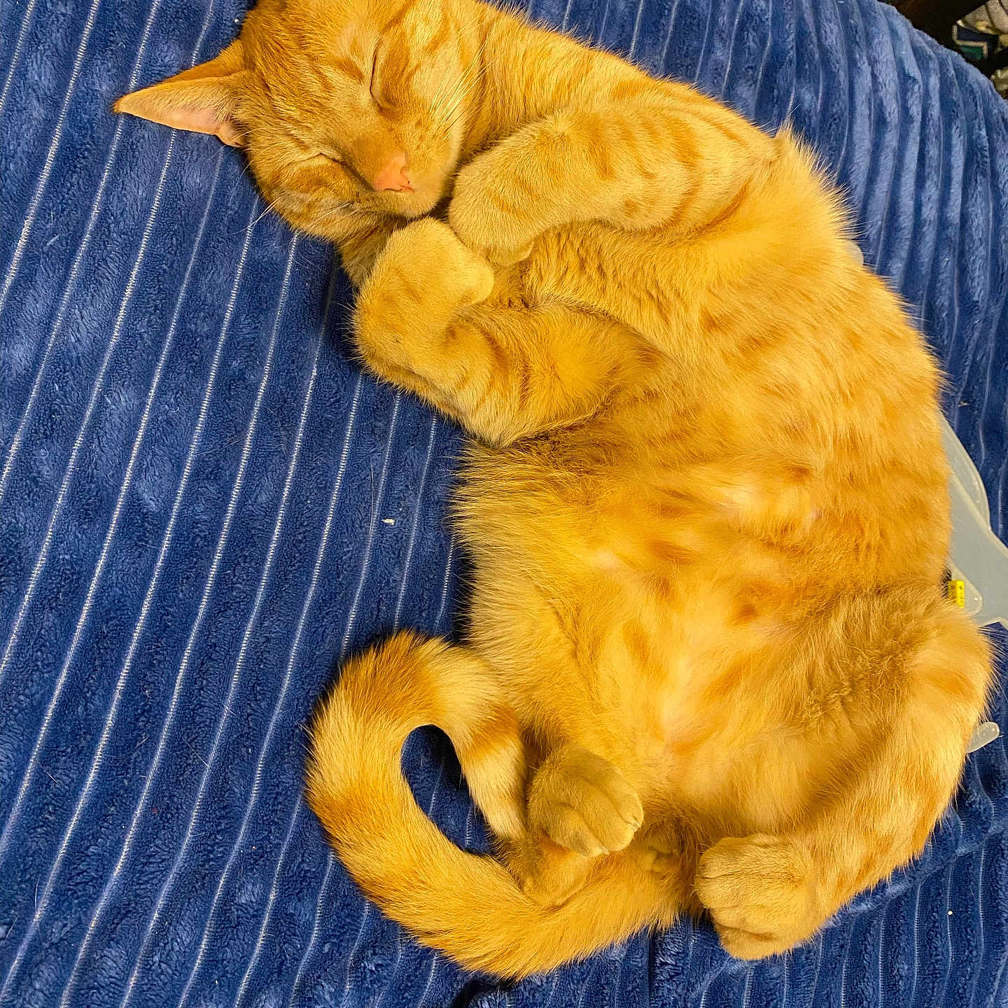 Milo joined the competition — help win amazing prizes! blue_blanket, cat, closed_eyes, cozy, curled_up, cute, domestic_animal, feline, fur, indoor, nap, orange_tabby, paws, pet, relaxed, resting, sleeping, soft_texture, tail, whiskers