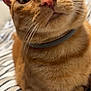 cat, orange_tabby, pet, collar, whiskers, closeup, indoor, striped_blanket, cozy, feline, domestic, resting, curious, animal, mammal, cute, portrait, fur, eyes, nose
