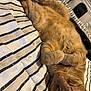 cat, orange_tabby, sleeping, bed, striped_bedspread, paws, fur, whiskers, cozy, indoor, resting, cute, pet, feline, relaxed, domestic_cat, nap, soft, comfort, closeup