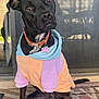 dog, black_dog, hoodie, pet, collar, tag, sitting, porch, mat, outdoor, window, glass_door, reflection, cute, curious, animal, pet_clothing, canine, domestic_animal, calm