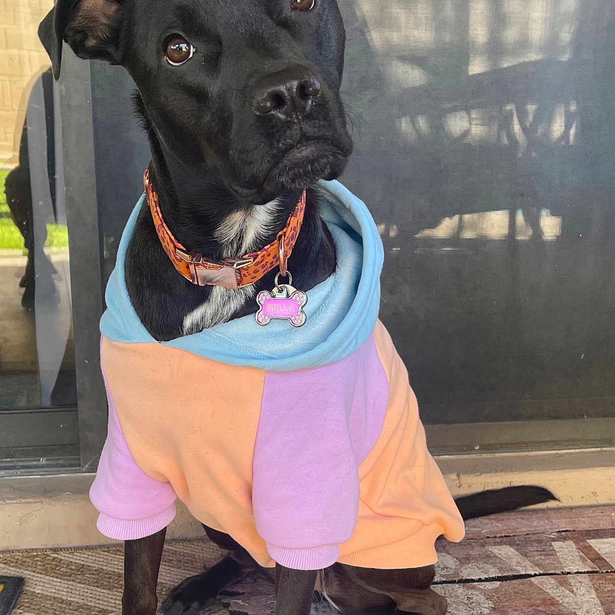 Bella joined the competition — help win amazing prizes! animal, black_dog, calm, canine, collar, curious, cute, dog, domestic_animal, glass_door, hoodie, mat, outdoor, pet, pet_clothing, porch, reflection, sitting, tag, window