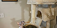 Prune joined the competition — help win amazing prizes! cat, hairless_cat, fluffy_cat, cat_tree, collar, indoor, furniture, pet, curious, looking, perched, lounging, plush, beige, wood_floor, wall_art, light_switch, domestic, animal, room