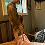 Prune joined the competition — help win amazing prizes! cat, sphynx_cat, indoor, window, blanket, bed, chair, furniture, curious, pet, animal, hairless_cat, collar, tail, looking_out, room, wall_art, basket, patterned, light