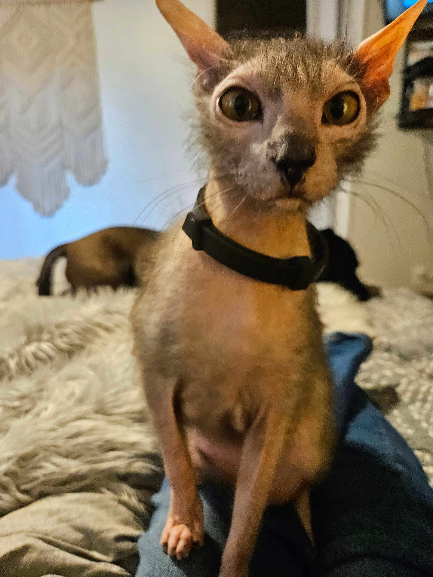 Prune joined the competition — help win amazing prizes! cat, pet, indoor, bedroom, collar, animal, fur, ears, whiskers, bed, blanket, person_legs, curious, closeup, furniture, cozy, domestic, resting, blurred_background, companion
