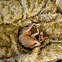 Prune is registered to the contest to win money with this photo: cat, sphynx_cat, pet, animal, furry_blanket, cozy, curled_up, indoor, cute, curious, relaxed, fur_texture, whiskers, ears, paws, resting, soft, blanket, home, companion