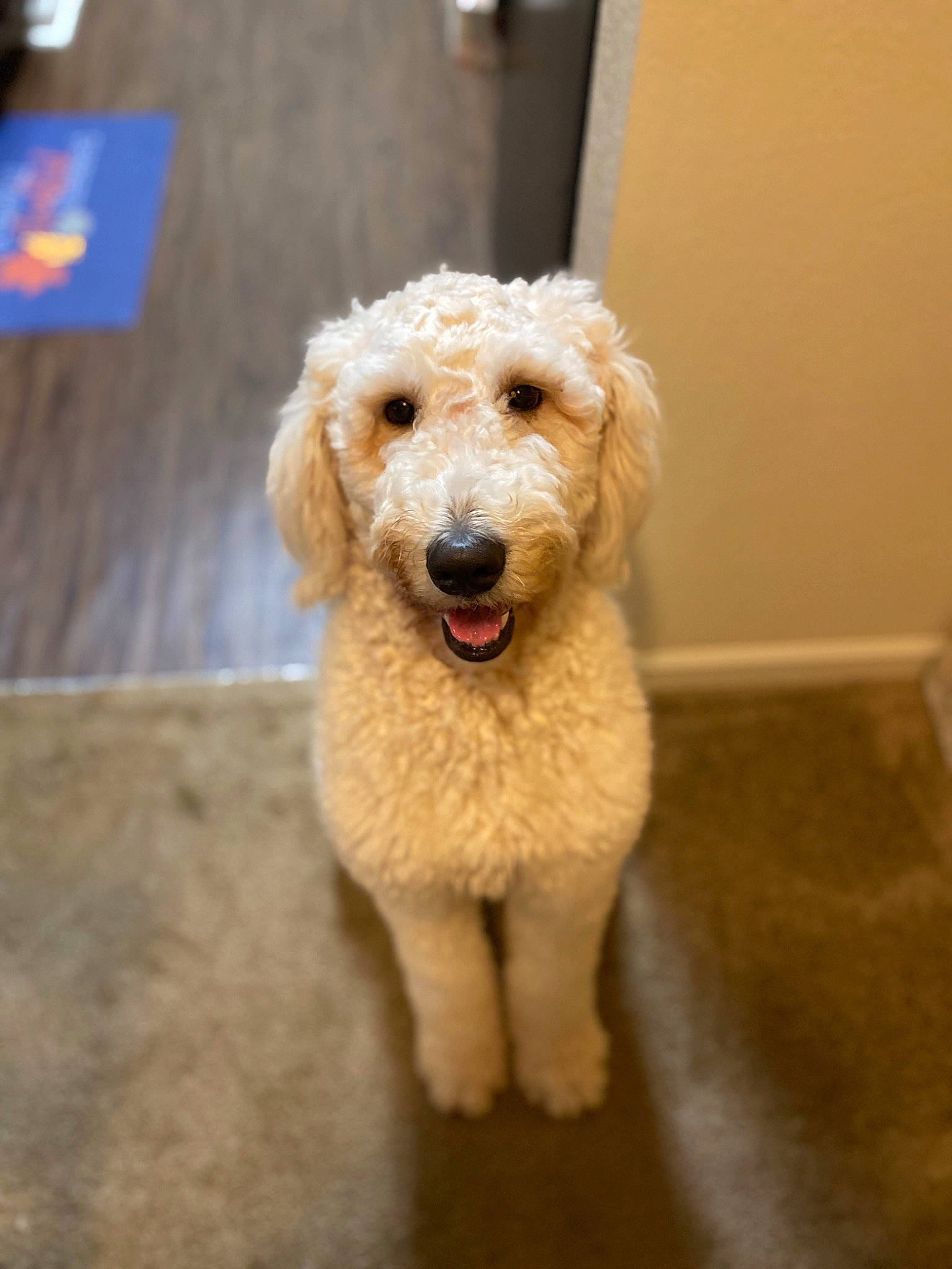 Mavy is registered to the contest to win money with this photo: canidae, carnivore, companion_dog, dog, dog_breed, fawn, fur, labradoodle, maltepoo, non_sporting_group, pet_supply, poodle, puppy, sporting_group, standard_poodle, terrestrial_animal, terrier, toy_dog, water_dog, working_animal
