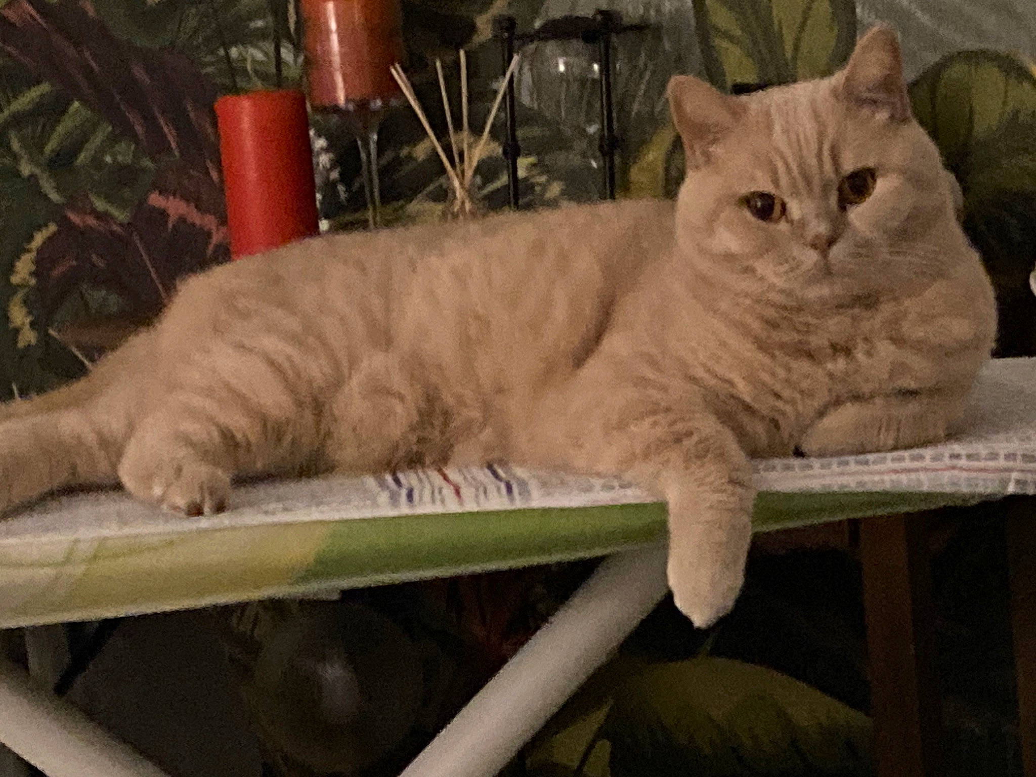 Oliver a rejoint le concours — aidez-le/la à gagner de superbes lots ! carnivore, cat, comfort, domestic_short_haired_cat, fawn, felidae, fur, paw, plant, sitting, small_to_medium_sized_cats, tail, terrestrial_animal, whiskers, wood