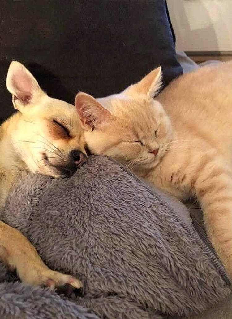 Maya participe au concours pour gagner de l'argent avec cette photo : carnivore, cat, claw, comfort, dog, domestic_short_haired_cat, fawn, felidae, fur, gesture, mammal, nap, paw, small_to_medium_sized_cats, snout, tail, terrestrial_animal, toy_dog, vertebrate, whiskers