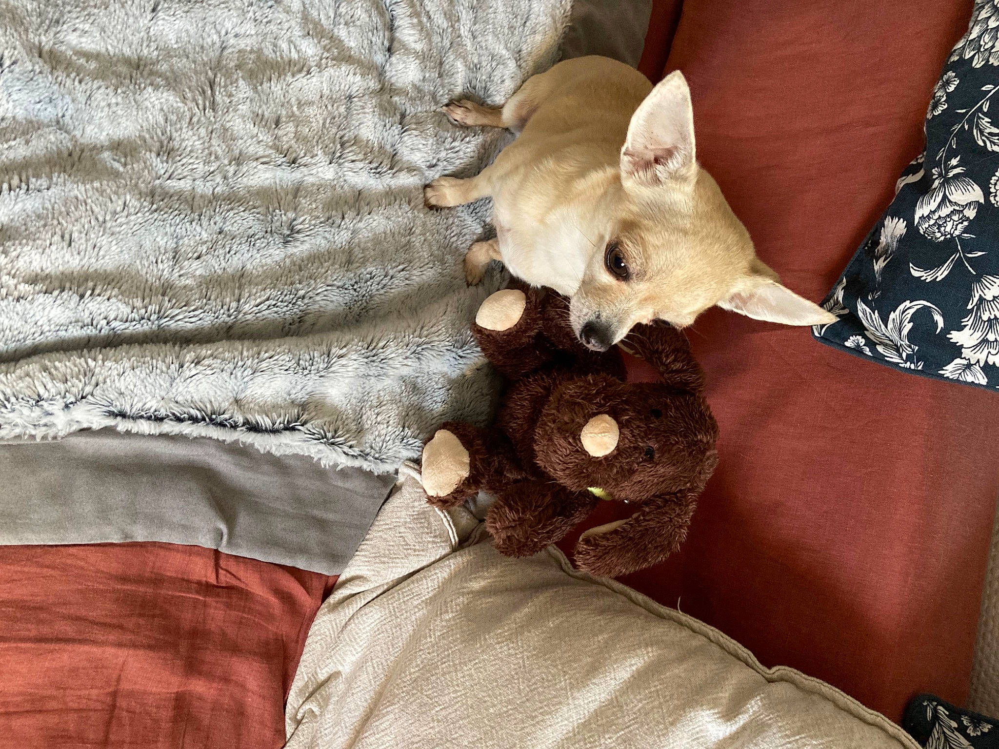 Maya participe au concours pour gagner de l'argent avec cette photo : carnivore, comfort, companion_dog, couch, dog, dog_breed, fawn, felidae, fur, gesture, human_leg, linens, nail, pattern, sleeve, small_to_medium_sized_cats, toy_dog, whiskers, wood, wrist