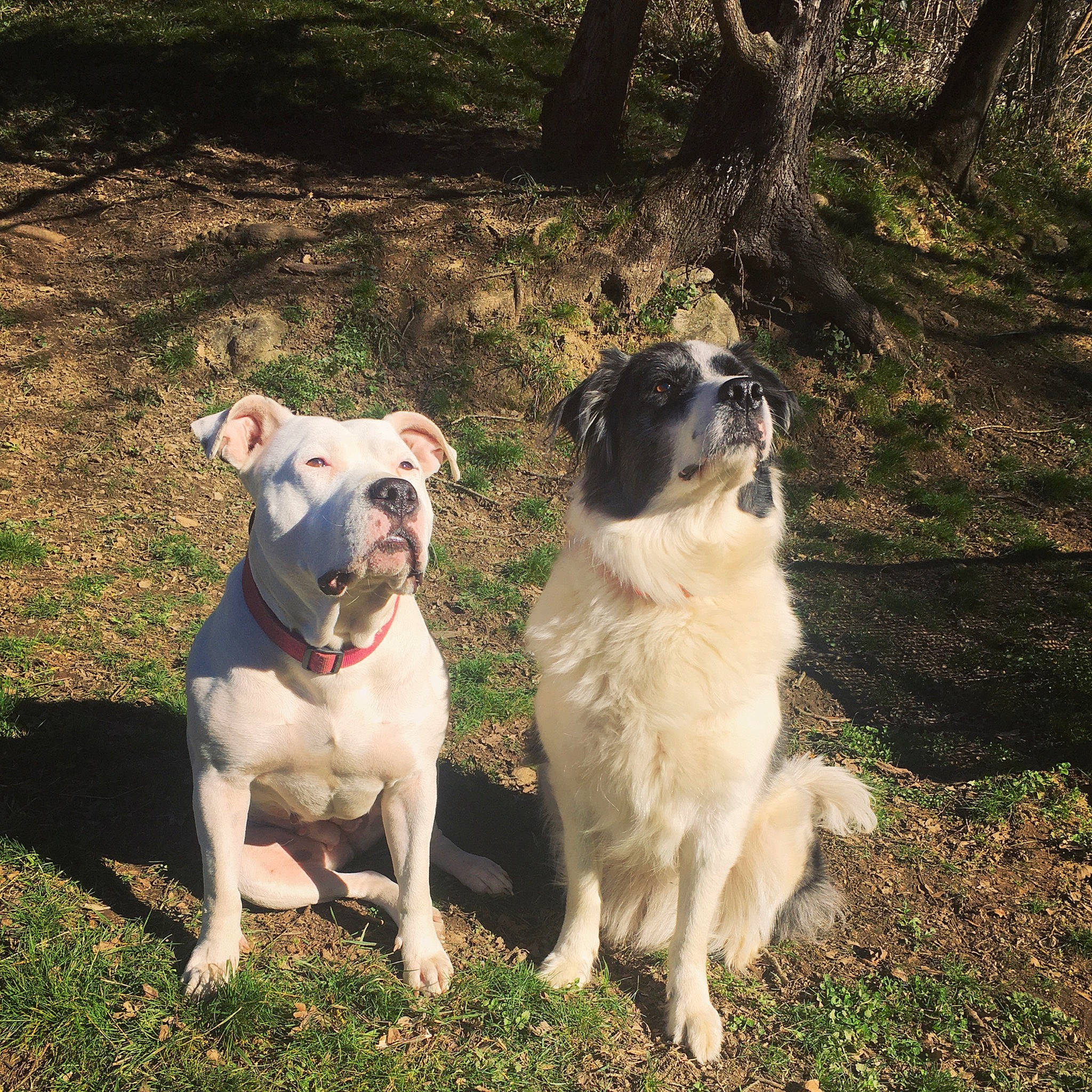 Louna participe au concours pour gagner de l'argent avec cette photo : american_bulldog, bully_kutta, canidae, carnivore, catahoula_bulldog, companion_dog, dog, dog_breed, dogo_argentino, fawn, mammal, non_sporting_group, pit_bull, rare_breed_dog, sporting_group, vertebrate