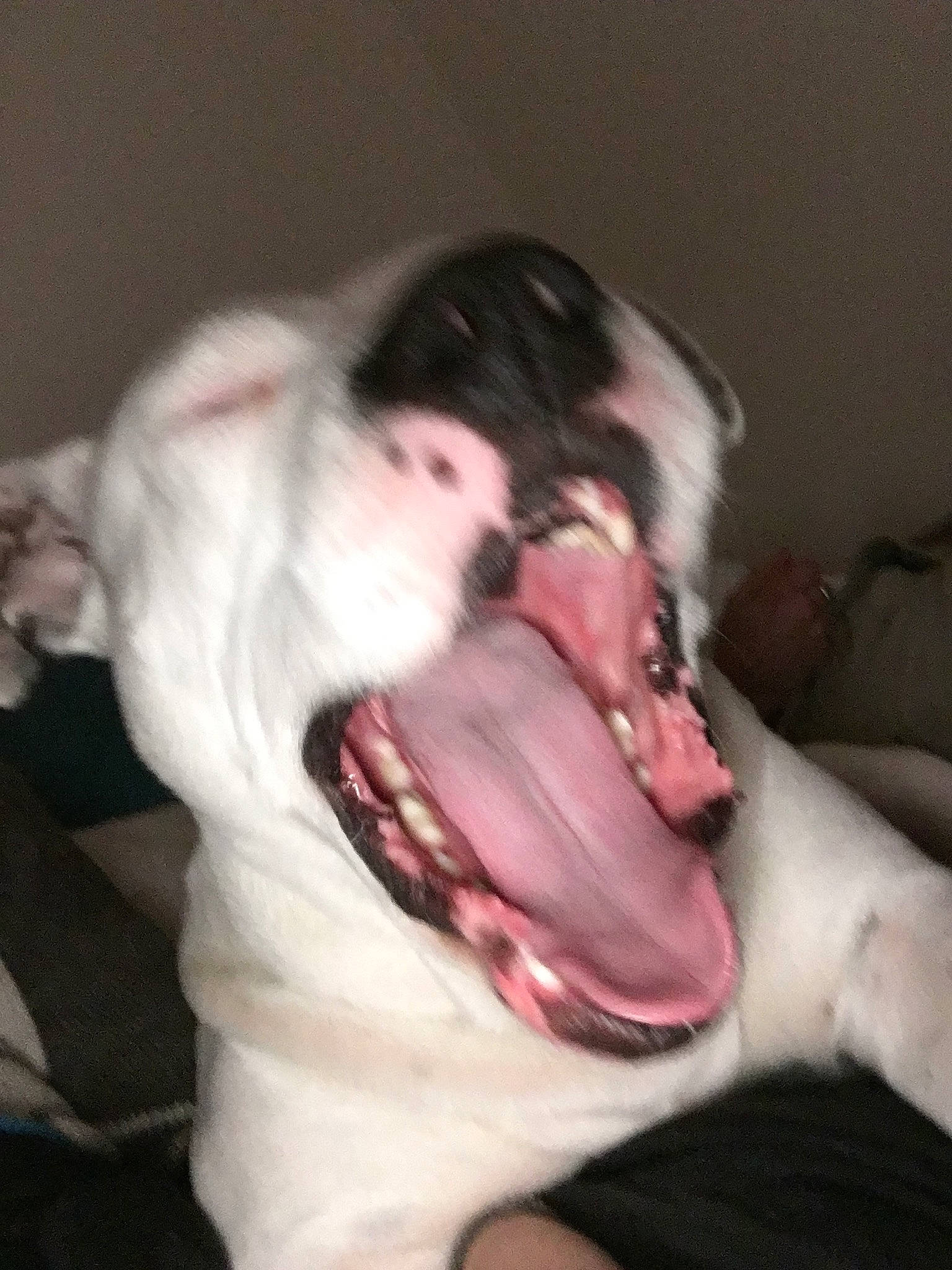 Louna participe au concours pour gagner de l'argent avec cette photo : canidae, carnivore, companion_dog, dog, dog_breed, ear, jaw, mouth, non_sporting_group, snout, tongue