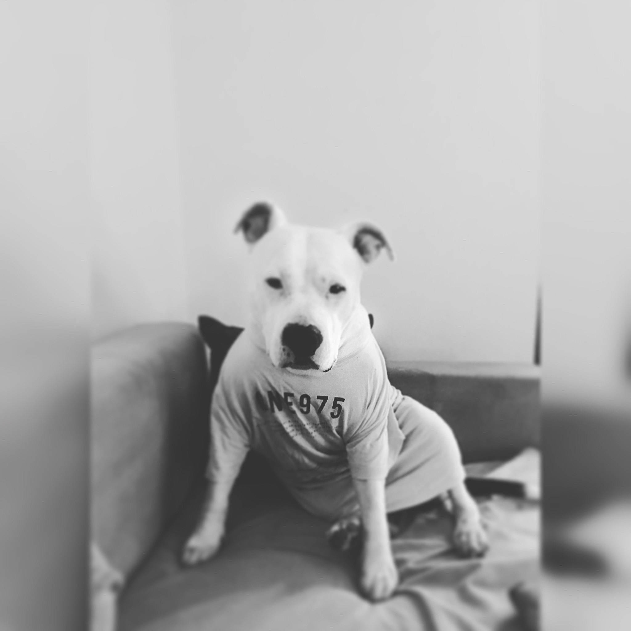 Louna a rejoint le concours — aidez-le/la à gagner de superbes lots ! american_staffordshire_terrier, black_and_white, bull_and_terrier, bulldog, canidae, carnivore, companion_dog, dog, dog_breed, dogo_argentino, english_white_terrier, mammal, monochrome, non_sporting_group, nose, old_english_terrier, photography, puppy, snout, white