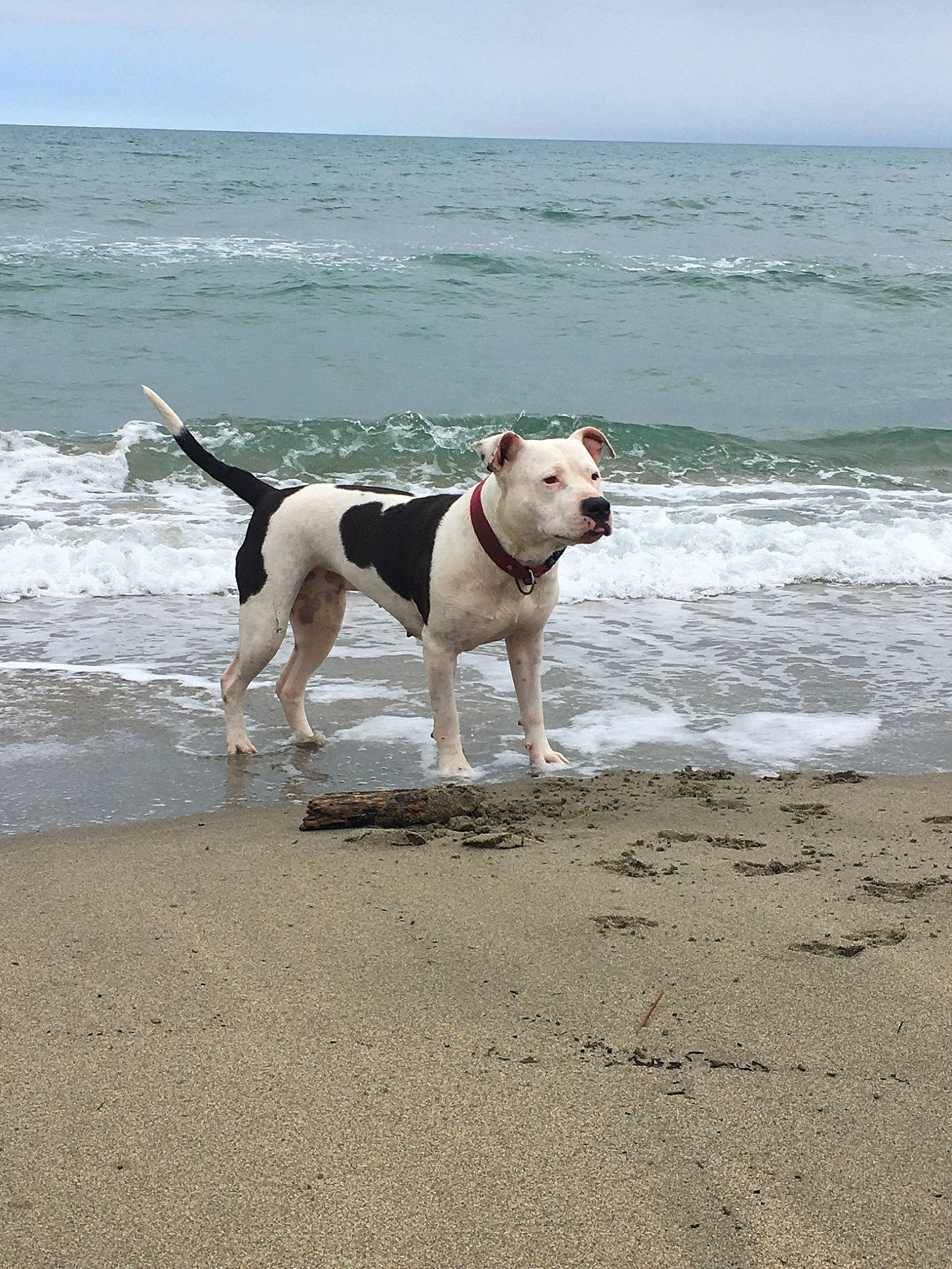 Louna participe au concours pour gagner de l'argent avec cette photo : beach, canidae, carnivore, coast, dog, dog_breed, dog_walking, hunting_dog, mammal, ocean, sea, sporting_group, vacation, vertebrate