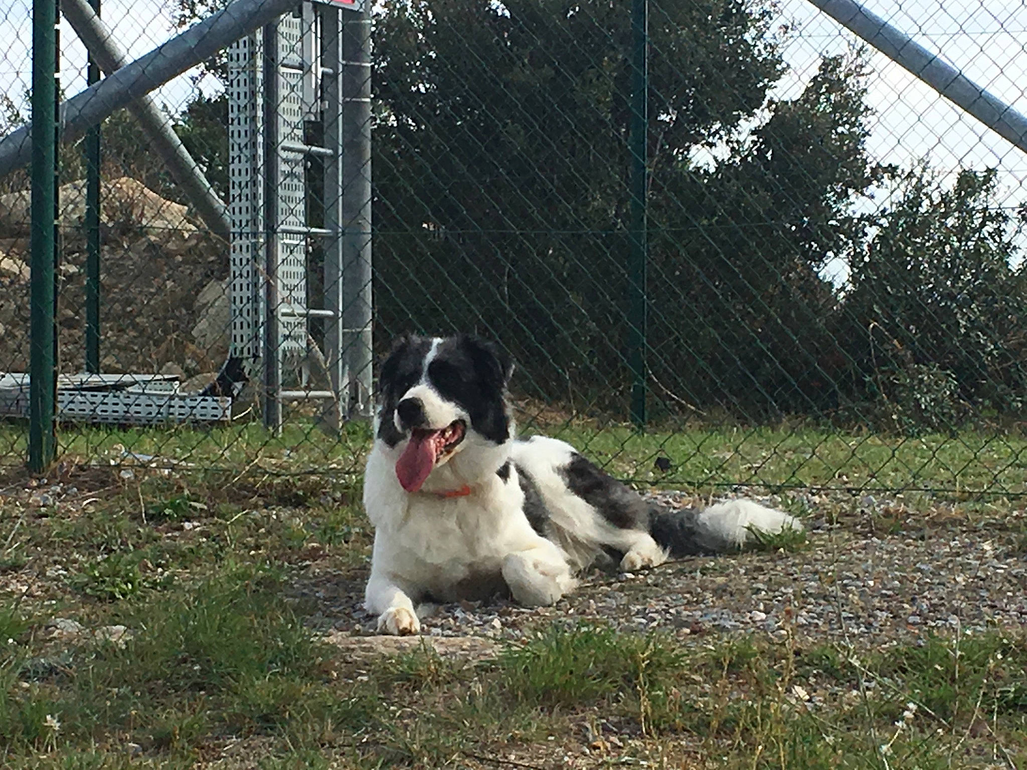 Laïya participe au concours pour gagner de l'argent avec cette photo : bucovina_shepherd_dog, canidae, carnivore, dog, dog_breed, drentse_patrijshond, english_springer_spaniel, karakachan_dog, landseer, mammal, moscow_watchdog, pyrenean_mastiff, sporting_group, tornjak, vertebrate