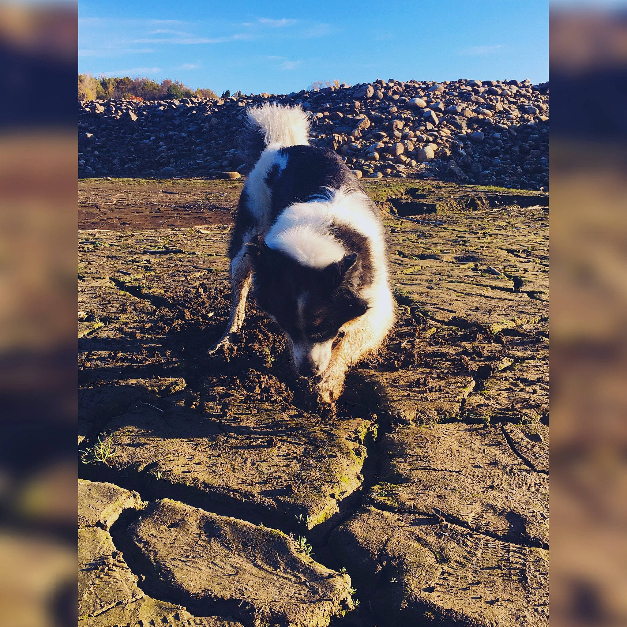 Laïya participe au concours pour gagner de l'argent avec cette photo : border_collie, canidae, carnivore, cloud, dog, dog_breed, english_springer_spaniel, happy, hunting_dog, meteorological_phenomenon, mountain, rock, sky, soil, sporting_group