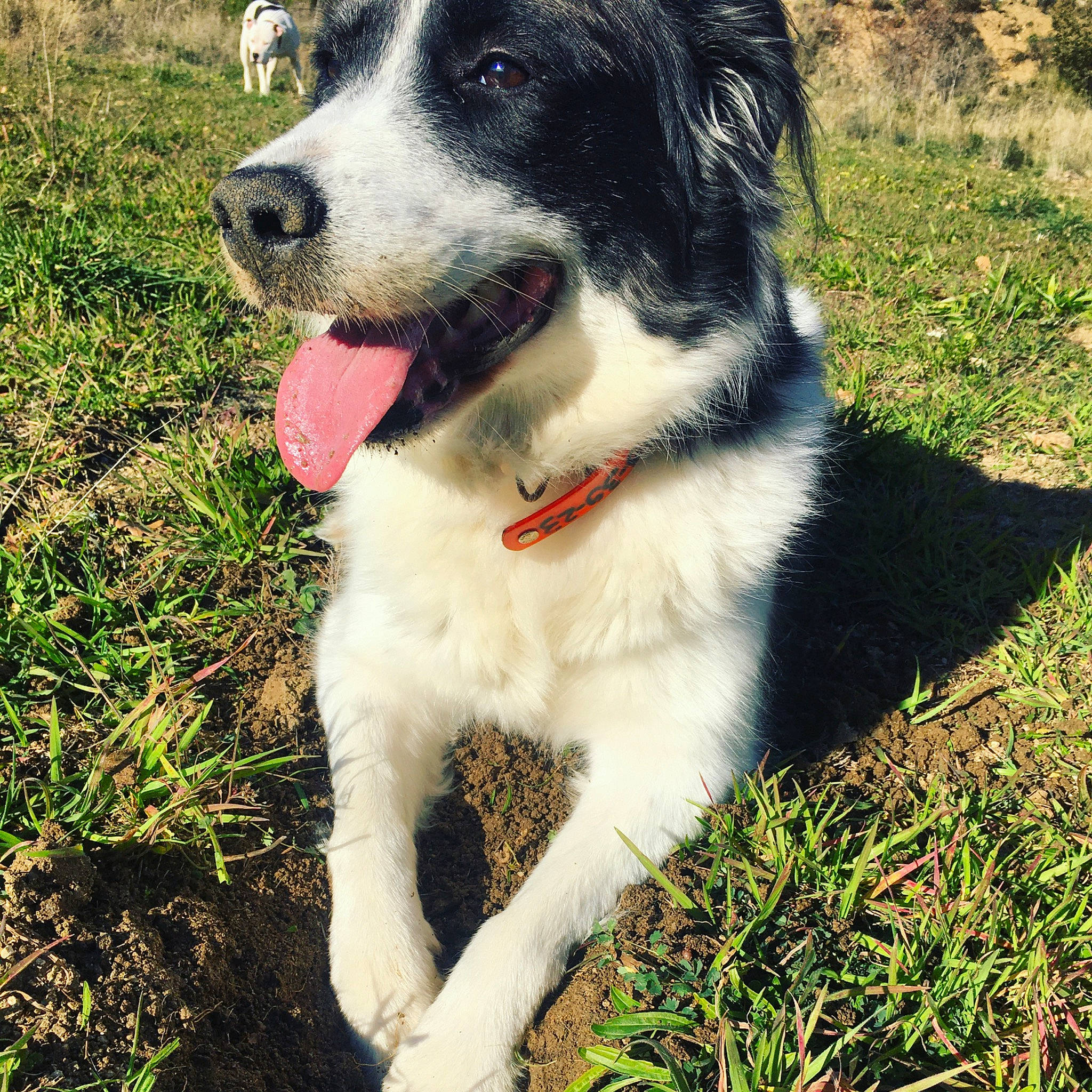 Laïya a rejoint le concours — aidez-le/la à gagner de superbes lots ! australian_collie, border_collie, bucovina_shepherd_dog, canidae, carnivore, companion_dog, dog, dog_breed, english_shepherd, herding_dog, mammal, plant, rare_breed_dog, sporting_group, stabyhoun, tornjak, vertebrate, welsh_sheepdog, working_dog