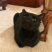 Louie is registered to the contest to win money with this photo: black_cat, cat, pet, animal, indoor, carpet, furniture, wooden_leg, curious, wide_eyes, close_up, mammal, domestic_cat, whiskers, ears, floor, cute, looking_up, household, loaf_position