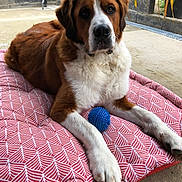 Bello a rejoint le concours — aidez-le/la à gagner de superbes lots ! animal, backyard, blue_ball, brick_wall, brown_and_white, calm, concrete_floor, cushion, dog, fur, home, large_dog, looking_at_camera, lying_down, outdoor, paw, pet, plant, relaxed, toy