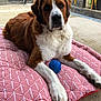 animal, backyard, blue_ball, brick_wall, brown_and_white, calm, concrete_floor, cushion, dog, fur, home, large_dog, looking_at_camera, lying_down, outdoor, paw, pet, plant, relaxed, toy