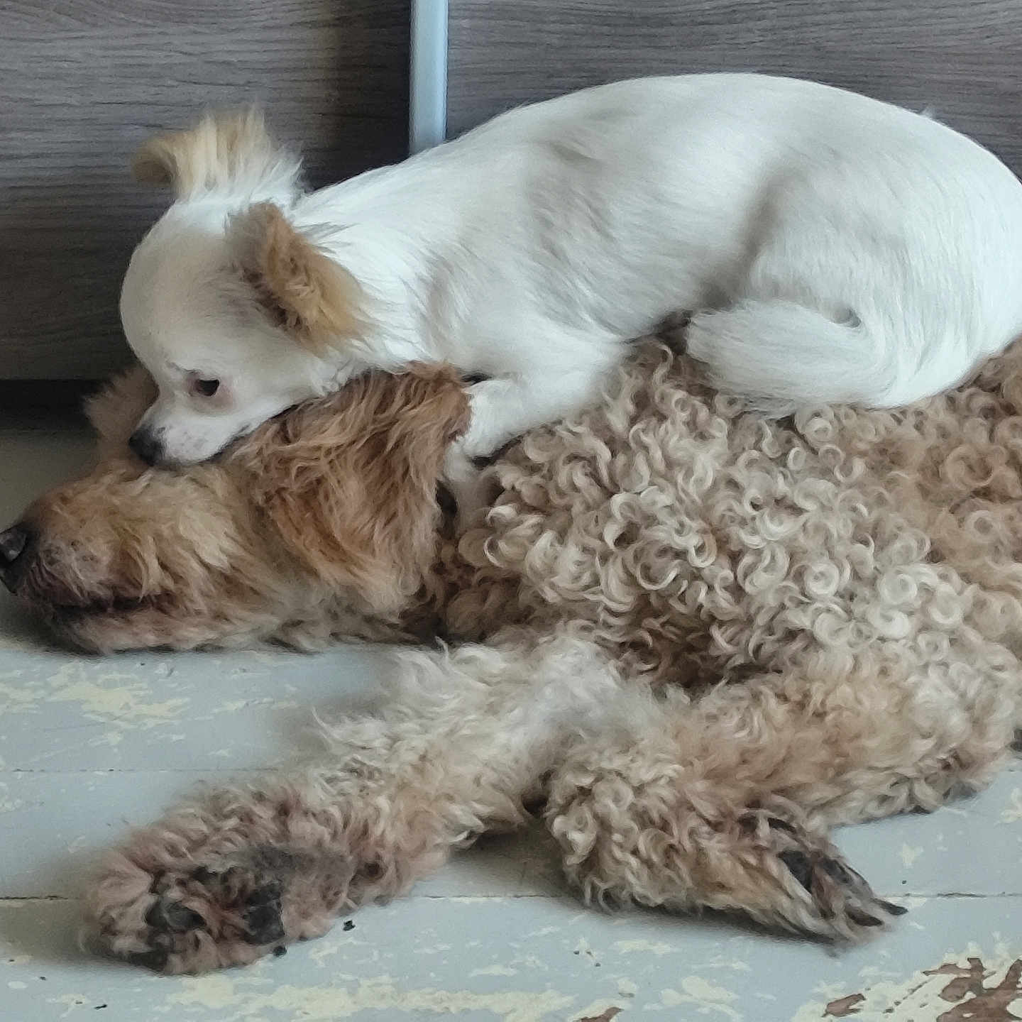 Nessy participe au concours pour gagner de l'argent avec cette photo : animal, companionship, cozy, curly_fur, cute, dog, domestic, floor, friendship, indoor, large_dog, lying_down, pet, relaxation, resting, sleeping, small_dog, two_dogs, white_fur, wooden_floor