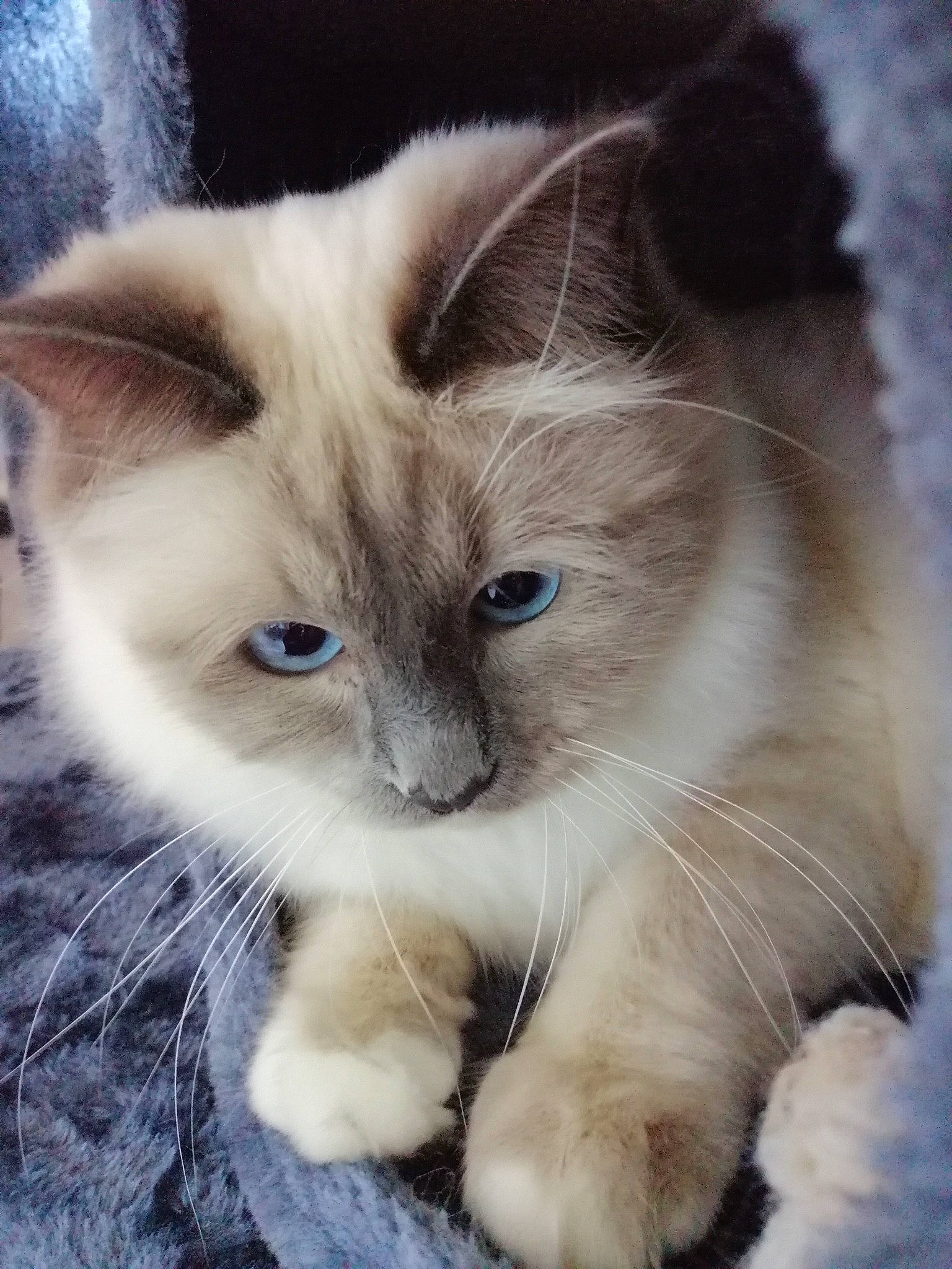 Paddington a rejoint le concours — aidez-le/la à gagner de superbes lots ! asian, asian_semi_longhair, birman, british_semi_longhair, carnivore, cat, domestic_long_haired_cat, eye, fawn, felidae, fur, kitten, mammal, polydactyl_cat, ragamuffin, ragdoll, small_to_medium_sized_cats, snout, vertebrate, whiskers