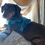 Maximum joined the competition — help win amazing prizes! adorable, brown_dog, cozy, curtains, dog, eyes, fur, home_interior, indoor, looking_at_camera, nose, pet, pillow, portrait, quilt, resting, sunlight, tail, teal_harness, window