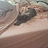 Paw Paw joined the competition — help win amazing prizes! animal, bed, bedroom, blanket, cat, cute, feline, gray_cat, home, indoors, lounging, pet, pillows, pink_bedding, portrait, relaxed, resting, sleeping, soft_lighting, stretched