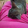 Paw Paw joined the competition — help win amazing prizes! cat, close_up, companion, cozy, cuddling, ears, feline, fur, gray_cat, home, indoors, lap, legs, pet, pink_clothing, portrait, relaxed, resting, sleeping, whiskers