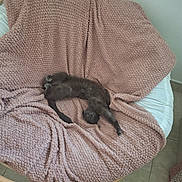 Paw Paw joined the competition — help win amazing prizes! animal, blanket, cat, chair, cozy, cute, furry, gray_cat, home, indoor, kitten, nap, pet, pink_blanket, portrait, relaxed, sleeping, stretched, tiled_floor, wooden_frame
