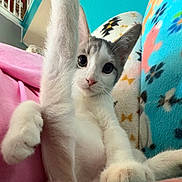 Jaspurr is registered to the contest to win money with this photo: animal, blanket, blue, cat, cozy, curious, cute, feline, fur, gray, indoor, kitten, leg, patterned_blanket, paw, pet, pink, relaxed, white, wide_eyes