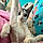 Jaspurr