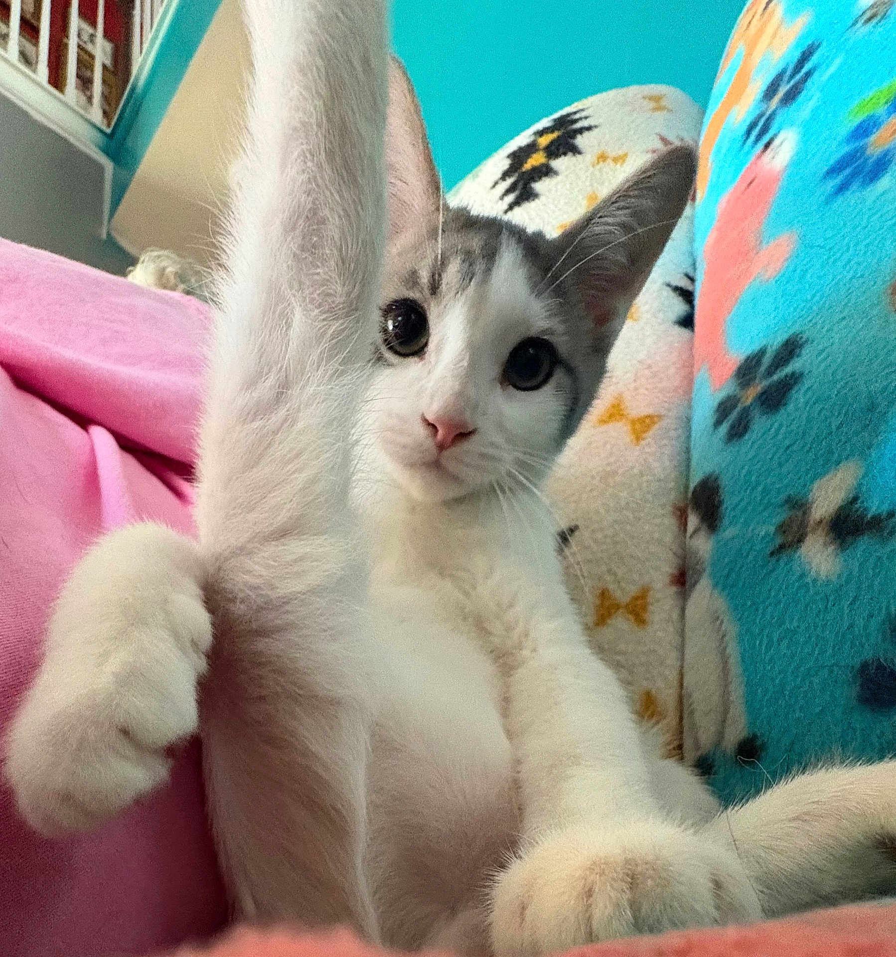 Jaspurr