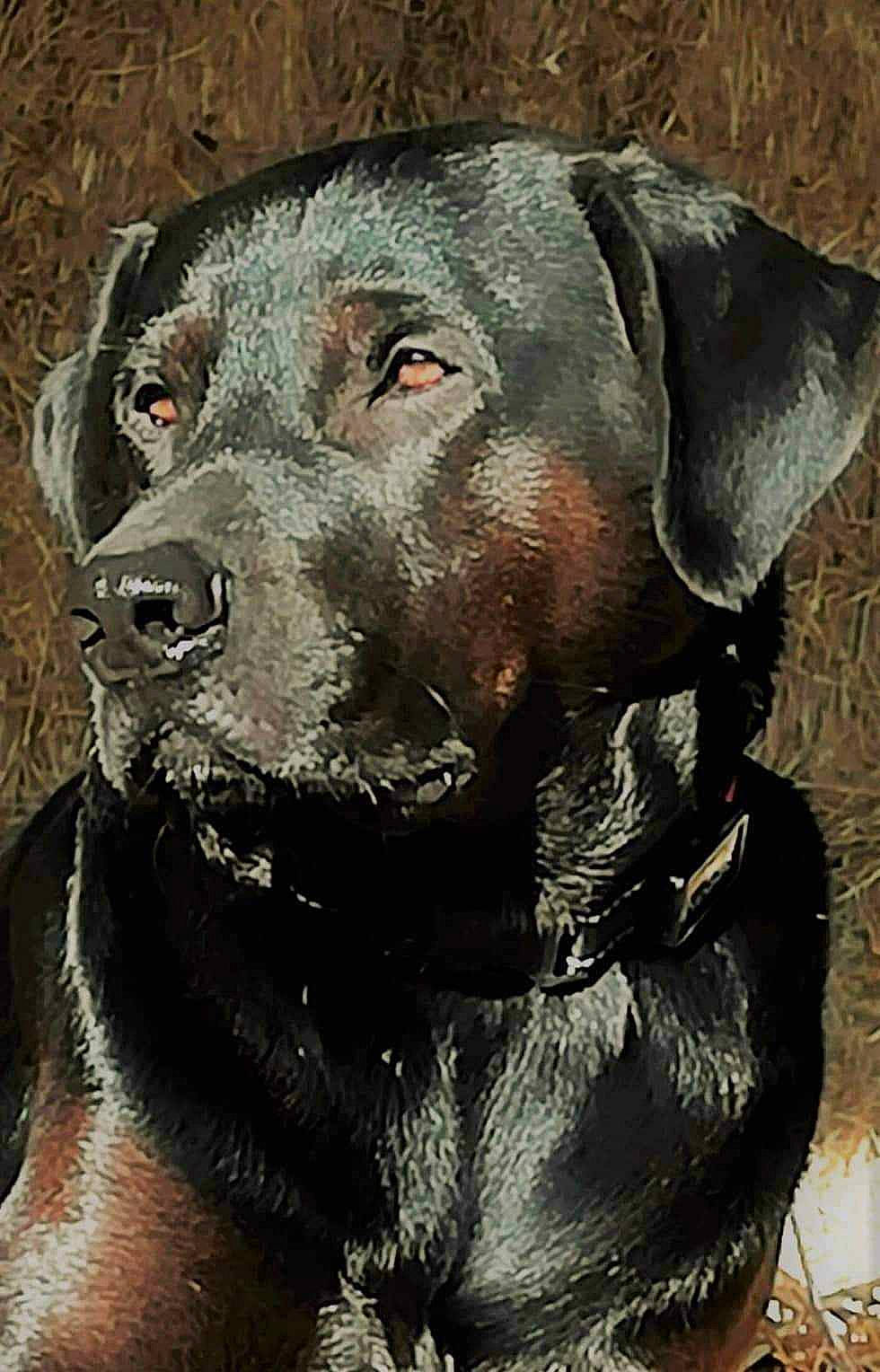 Jumper participe au concours pour gagner de l'argent avec cette photo : borador, canidae, carnivore, close_up, collar, companion_dog, dog, dog_breed, dog_collar, fawn, fur, guard_dog, gun_dog, liver, snout, sporting_group, terrestrial_animal, whiskers, working_animal, working_dog