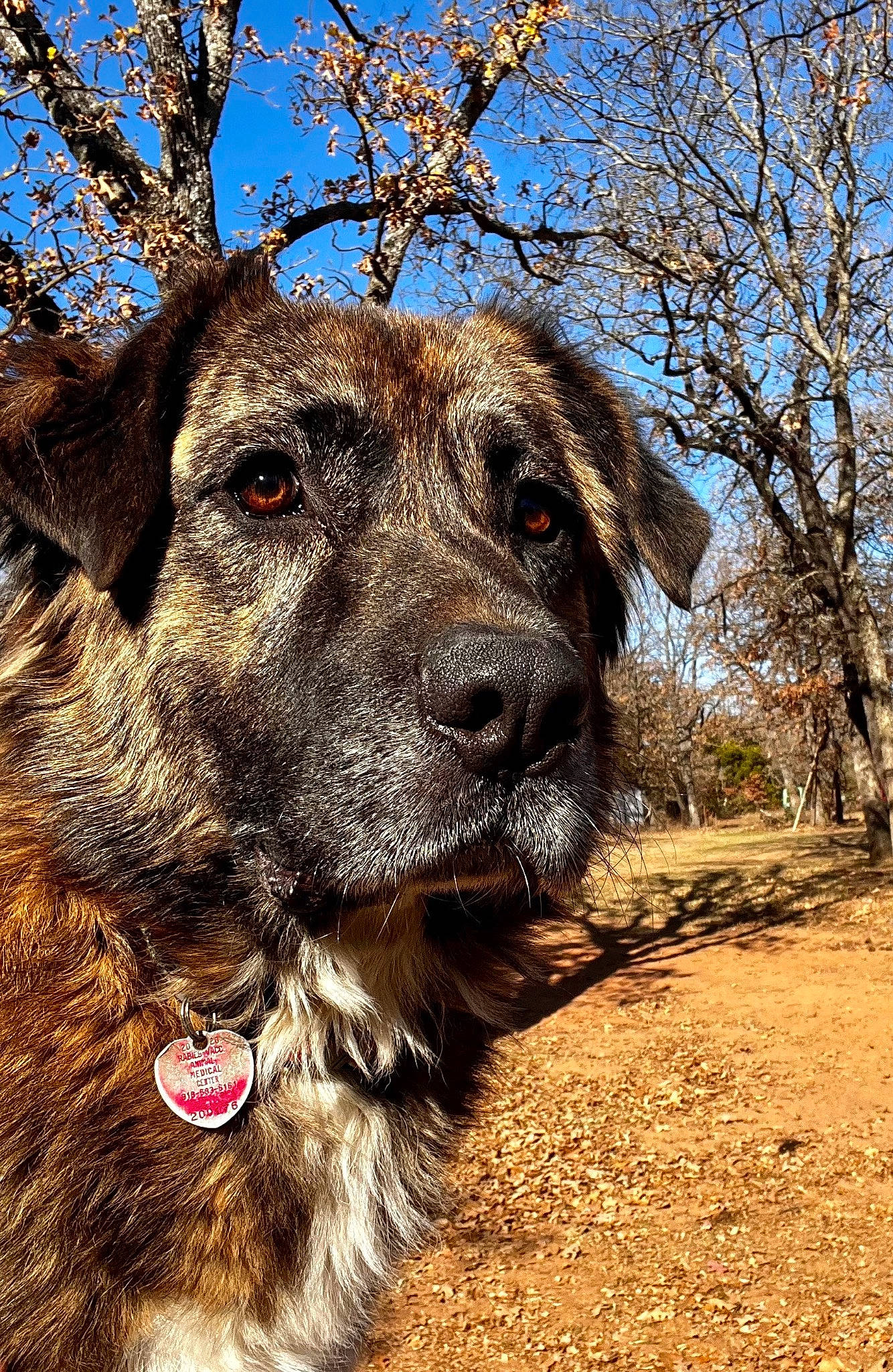 Hooch joined the competition — help win amazing prizes! carnivore, collar, companion_dog, dog, dog_breed, dog_collar, fawn, fur, giant_dog_breed, guard_dog, liver, plant, sky, snout, sporting_group, terrestrial_animal, tree, wood, working_animal, working_dog