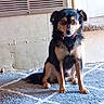 Sparky joined the competition — help win amazing prizes! black_and_tan, blue_carpet, carpet, collar, dog, floor, floppy_ears, home, indoors, looking_at_camera, pet, portrait, puppy, red_collar, serious_expression, short_hair, sitting, small_dog, stairs, vent