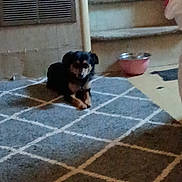 Sparky joined the competition — help win amazing prizes! animal, black_and_tan, black_fur, brown_fur, canine, dog, floor, floppy_ears, food_bowl, home, indoor, pet, portrait, puppy, rug, sitting, small_dog, vent, wall, white_markings
