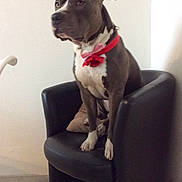 Ruben participe au concours pour gagner de l'argent avec cette photo : dog, bow_tie, red_bow, pink_bow, black_chair, indoor, pet, animal, seated, white_paws, brown_coat, white_chest, floor_tiles, wall, furniture, looking_away, domestic, companion, canine, portrait