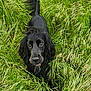 animal, black_dog, canine, collar, curious, daylight, dog, ears, eyes, field, fur, grass, green, nature, outdoor, pet, portrait, snout, summer, tail