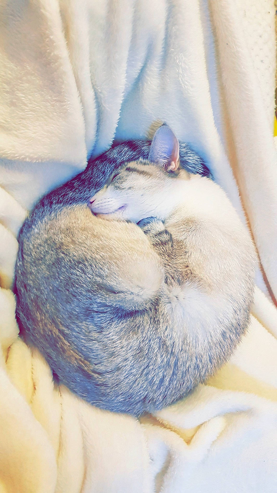 Elvira participe au concours pour gagner de l'argent avec cette photo : carnivore, cat, comfort, curtain, domestic_short_haired_cat, fawn, felidae, fur, linens, nap, paw, sleep, small_to_medium_sized_cats, textile, vertebrate, whiskers