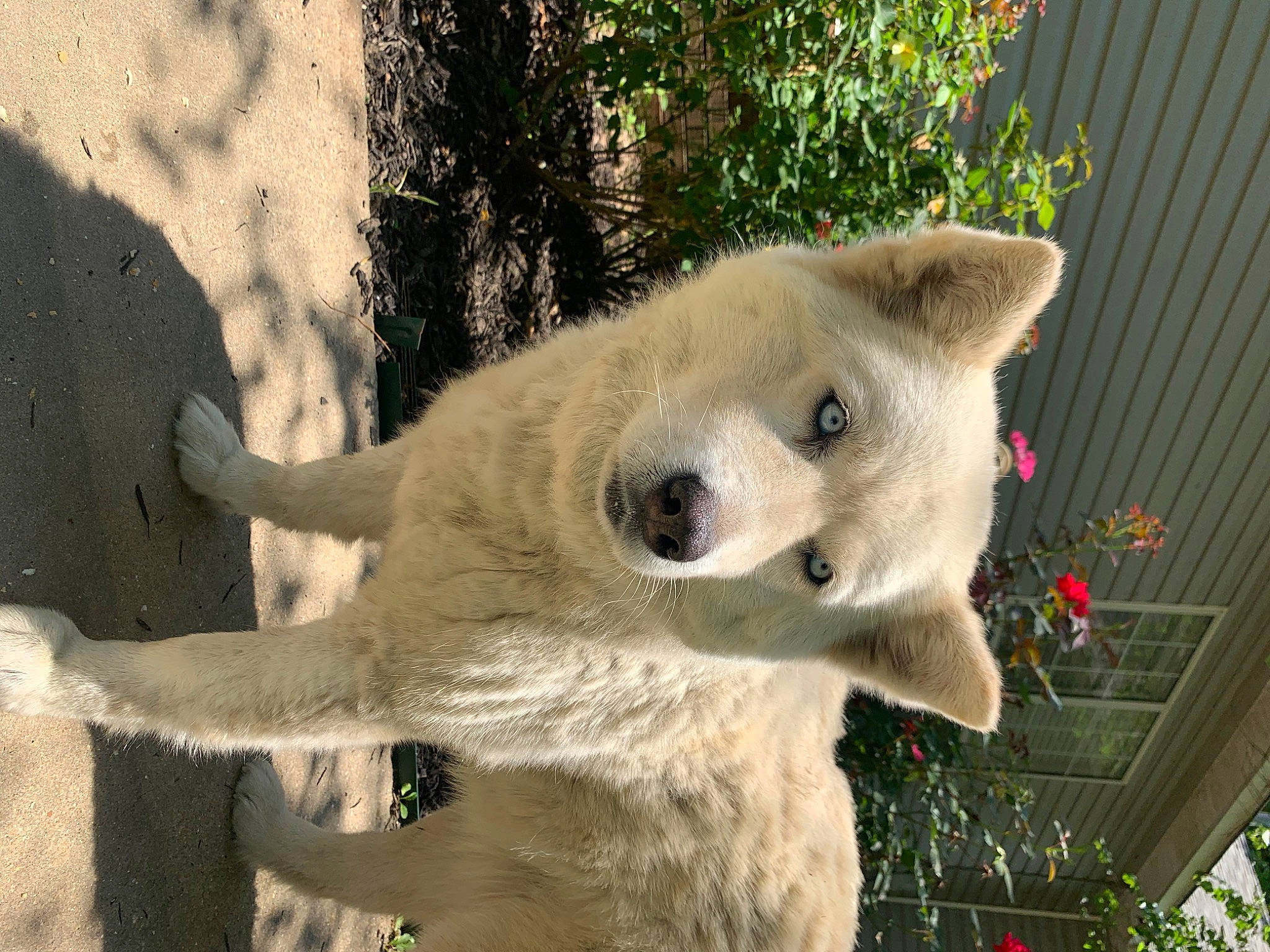 Jewel joined the competition — help win amazing prizes! canidae, carnivore, dog, dog_breed, fawn, kintamani, kishu, korean_jindo_dog, mammal, pungsan_dog, snout, vertebrate