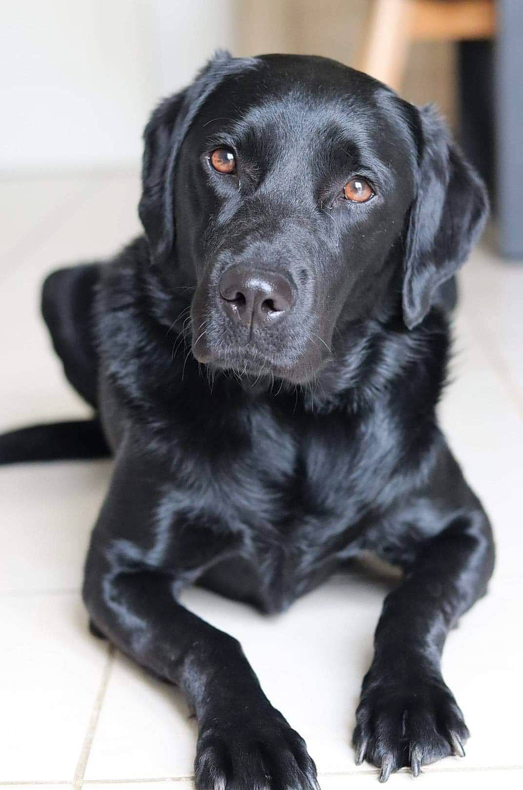 Izia participe au concours pour gagner de l'argent avec cette photo : beagador, borador, canidae, carnivore, companion_dog, dog, dog_breed, flat_coated_retriever, hunting_dog, labrador_retriever, mammal, patterdale_terrier, pointing_breed, puppy, rare_breed_dog, retriever, snout, sporting_group, vertebrate