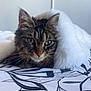 Athéna participe au concours pour gagner de l'argent avec cette photo : cat, tabby_cat, pet, blanket, white_blanket, fur, whiskers, bed, bedding, duvet, patterned_sheet, indoor, portrait, close_up, ears, green_eyes, relaxed, cozy, sleepy, home