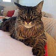 Athéna a rejoint le concours — aidez-le/la à gagner de superbes lots ! cat, tabby_cat, pet, feline, whiskers, fur, paw, close_up, portrait, indoor, living_room, couch, pillow, window, wall_art, plant, binder, table, relaxed, yellow_eyes