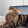 Athéna a rejoint le concours — aidez-le/la à gagner de superbes lots ! cat, tabby_cat, long_hair, whiskers, laptop, keyboard, bed, blanket, fur, portrait, indoor, pet, resting, cozy, close_up, ear, paw, home_office, screen, relaxed