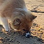Berlin participe au concours pour gagner de l'argent avec cette photo : dog, pomeranian, sand, beach, sniffing, fluffy, fur, muzzle, close_up, paw, digging, sea, horizon, sunlight, outdoor, sandy, cute, portrait, small_dog, sand_texture